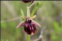В Казантипском заповеднике зацвели редкие орхидеи