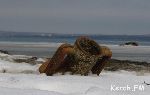 Новости » Общество: На острове Тузла море вынесло на берег фрагмент амфоры