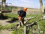 Новости » Общество: На улице Годыны обрезали деревья в зоне линий электропередач