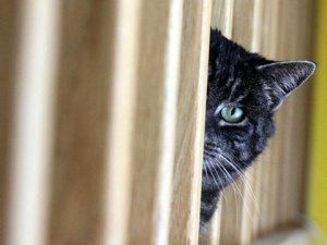 В Керченском музее проведут конкурсы, посвященные котам