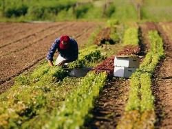 Крыму выделили 127 млн рублей на поддержку растениеводства