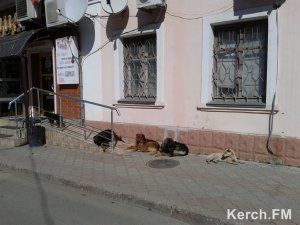 В центре Керчи своры собак кидаются на машины