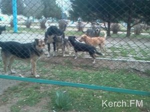 Керчане попросят Аксенова выделить территорию под приют животным