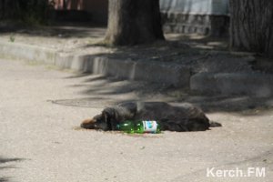 В Керчи на последний звонок возле школ потравили собак