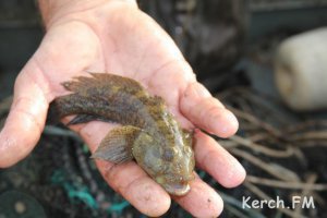 В Крыму производство рыбы выросло в пять раз, кефира - в три раза