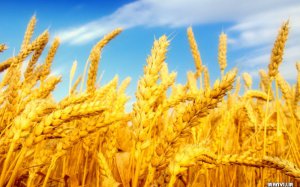 Крым обеспечил себя продовольственной пшеницей