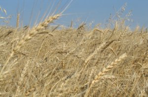 В Крыму потери урожая составляют 30%