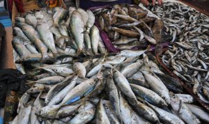 Легализовать в Крыму рыбалку не дает бюрократическая оптимизация