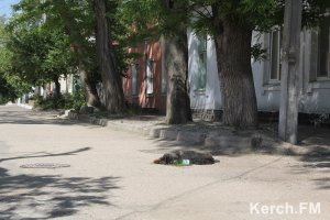 В Керчи фирма из Ульяновска займется утилизацией бездомных животных