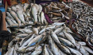 Пограничники Крыма с начала года изъяли 600 кг рыбы