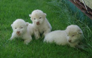 В «Тайгане» родились белые львята и пони