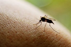 Крымчане жалуются на аномальное нашествие комаров