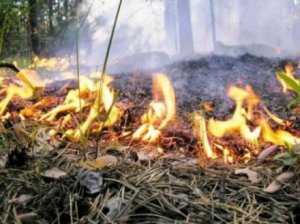 Новости » Общество: Пожарная опасность в Крыму сохранится до конца выходных