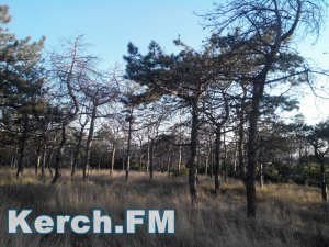 Керчане обеспокоены состоянием деревьев в городе