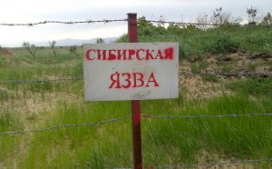 В Крыму проверяют скотомогильники с сибирской язвой