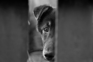 В Крыму возбудили уголовное дело против живодёров, которые пытались убить и съесть собаку