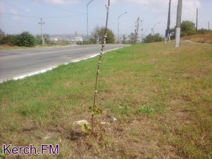 В Керчи вдоль дороги высадили молодые деревья