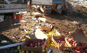 В Крыму уничтожили тонну санкционных польских яблок и горького перца