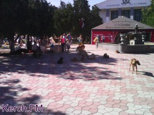 Керчане пожаловались на своры бездомных собак в центре города