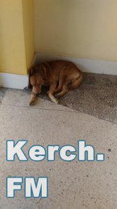 В магазине в центре Керчи спят бездомные собаки