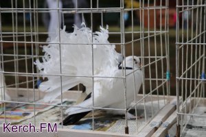 В Керчи проходит выставка птиц