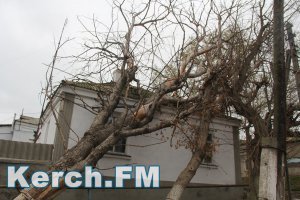 Новости » Общество: В Крыму предупреждают о сильном ветре на три дня