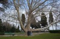 В Крыму занялись поиском уникальных старовозрастных деревьев