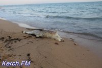 Керчане на берегу нашли мертвого дельфина