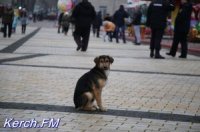 Новости » Общество: В Крыму на стерилизацию и отлов бездомных животных выделили почти 30 млн руб