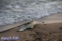 Одна из версий массовой гибели дельфинов в Черном море – загрязнение воды