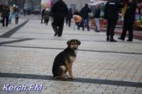 Новости » Общество: В Крыму от укусов животных пострадали более трех тысяч человек