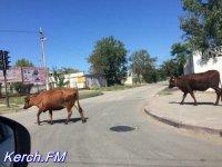 Новости » Общество: В Керчи по проезжей части гуляли коровы