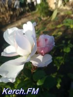 Декабрь в Керчи – цветут розы и растет малина
