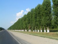 Власти Крыма начали подготовку к посадке лесополос вдоль трассы «Таврида»
