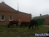 Новости » Общество: В Керчи по Аршинцево гуляют бесхозные коровы