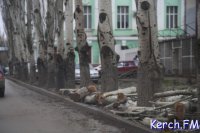 На Кирова в Керчи спилили десять тополей