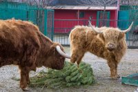 Новогодние сосны из Щелкино отдали животным в «Тайган»