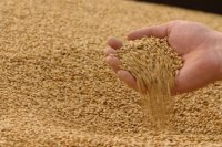 В Крыму нашли 711 тонн ядовитого зерна