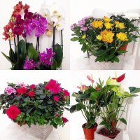 Магазин «Цветы» приглашает покупателей на праздничную распродажу комнатных цветов