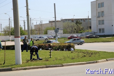 Новости » Общество: В Керчи на Ворошиловском кольце высаживают розы