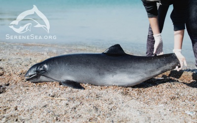 С начала года к берегам Крыма прибило более 70 мертвых дельфинов