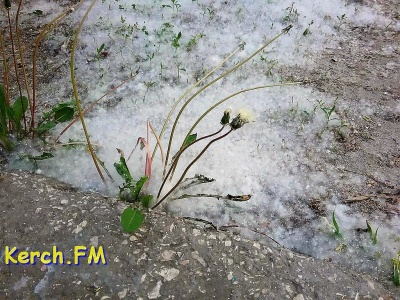 В Керчи пошел майский тополиный «снег»