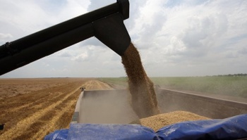 В Крыму собрали 683 тыс тонн зерновых