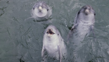 В Крыму зафиксировали жестокие убийства дельфинов