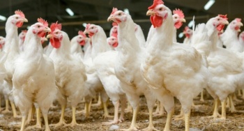 Названы причины резкого подорожания курятины в Крыму