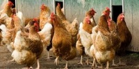 Ветеринары Крыма заявили, что нашли подозрительных петухов и кур