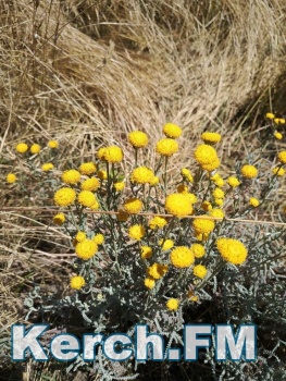В Приморском парке Керчи вместе с травой покосили  цветы