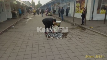 Новости » Общество: Видеофакт: в Керчи стихийщики собирают хамсу с асфальта