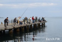 Крымский отдел Росрыболовства разъяснил о запрете лова черноморских кефалей