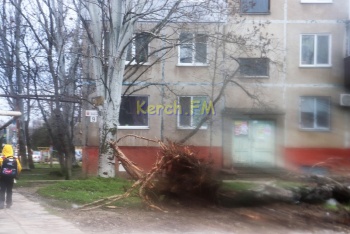 Новости » Общество: Ветер сломал и повалил дерево на автовокзале Керчи